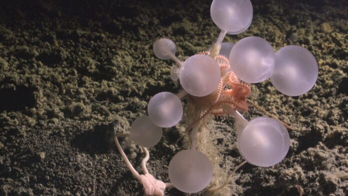 Scientists-Just-Found-a-Death-Ball-Sponge-and-a-Whole-Bunch.jpg